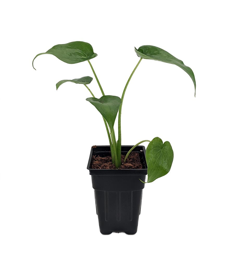 Buddha's Palm Plant Alocasia cucullata Hooded Dwarf Elephant Ear