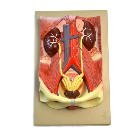 Eisco Labs Human Urinary Organs Model- 3 Parts