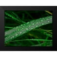 thumbnail image 2 of Plank, Savanah 14x12 Black Modern Framed Museum Art Print Titled - Rain drop beach grass, 2 of 5