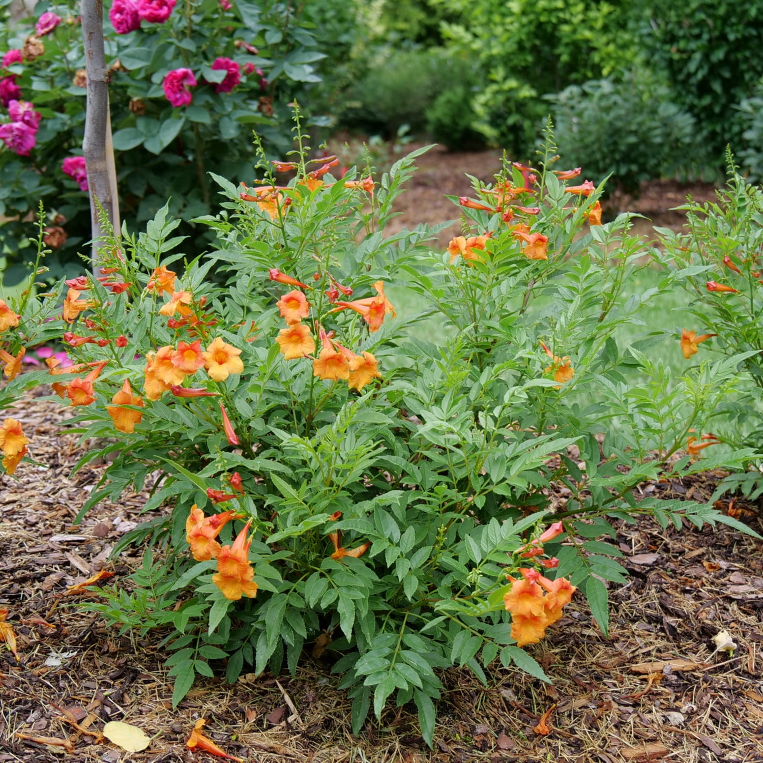 Proven Winners ColorChoice 5" Chicklet Orange Esperanza Live Plant in 4.5" Pot (4 Count)