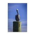thumbnail image 2 of Gango Home Decor Mr. Pelican I by Alan Hausenflock (Printed on Paper); One 24x36in Fine Art Paper Giclee Print, 2 of 4