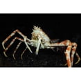 thumbnail image 2 of Japanese spider crab . Poster Print by VWPics/Stocktrek Images, 2 of 2