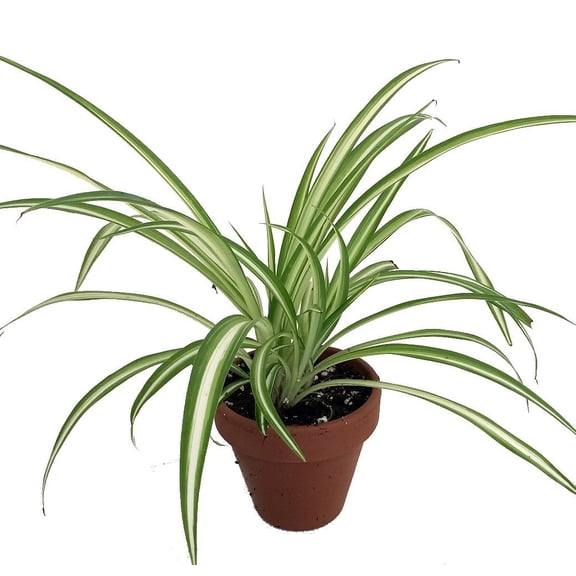 Ocean Spider Plant - 4" Clay Pot for Better Growth - Cleans the Air