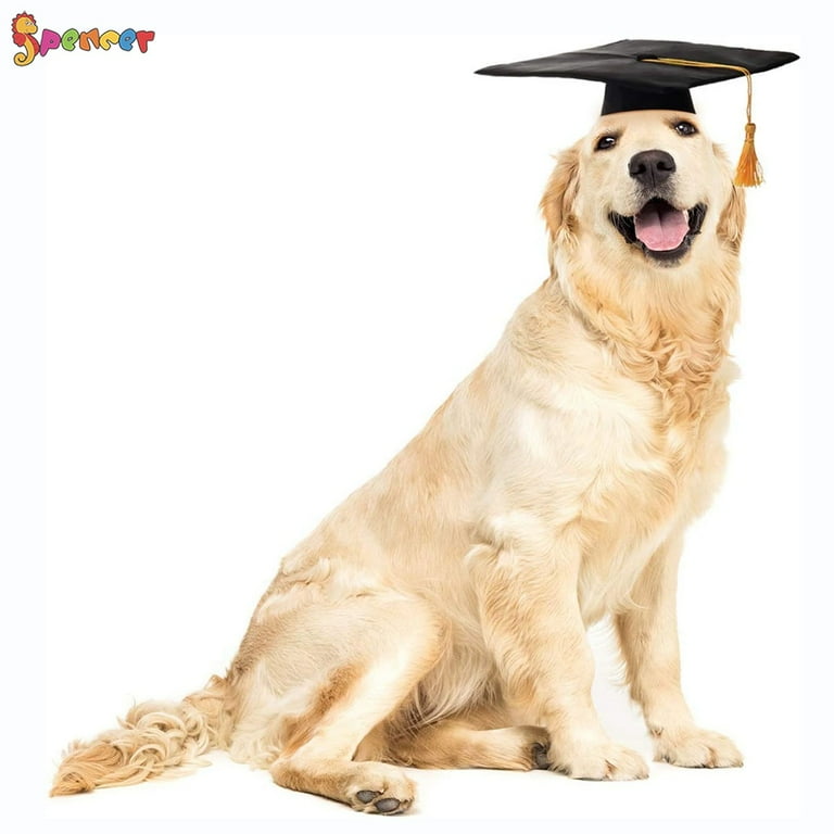 Dog with hotsell graduation cap