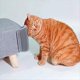 thumbnail image 2 of Paquete de 2 Autoafeitadores para Gatos Extendidos (6,1 Pulgadas) para Gatos de Interior, Rascadores de Cara para Gatos, Esquinas de Pared, Cepillo para Gatos, 2 of 6