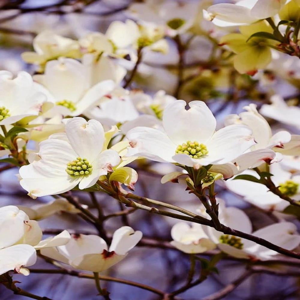 Expert Gardener 3-4 ft tall Kousa Dogwood Live Tree in 7-Gallon Grower Pot