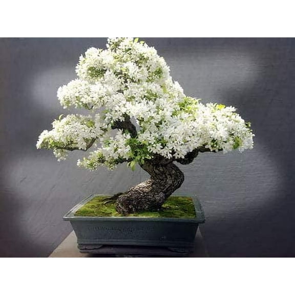 CZ Grain 20 Bonsai Tree White Lilac Plant Seeds