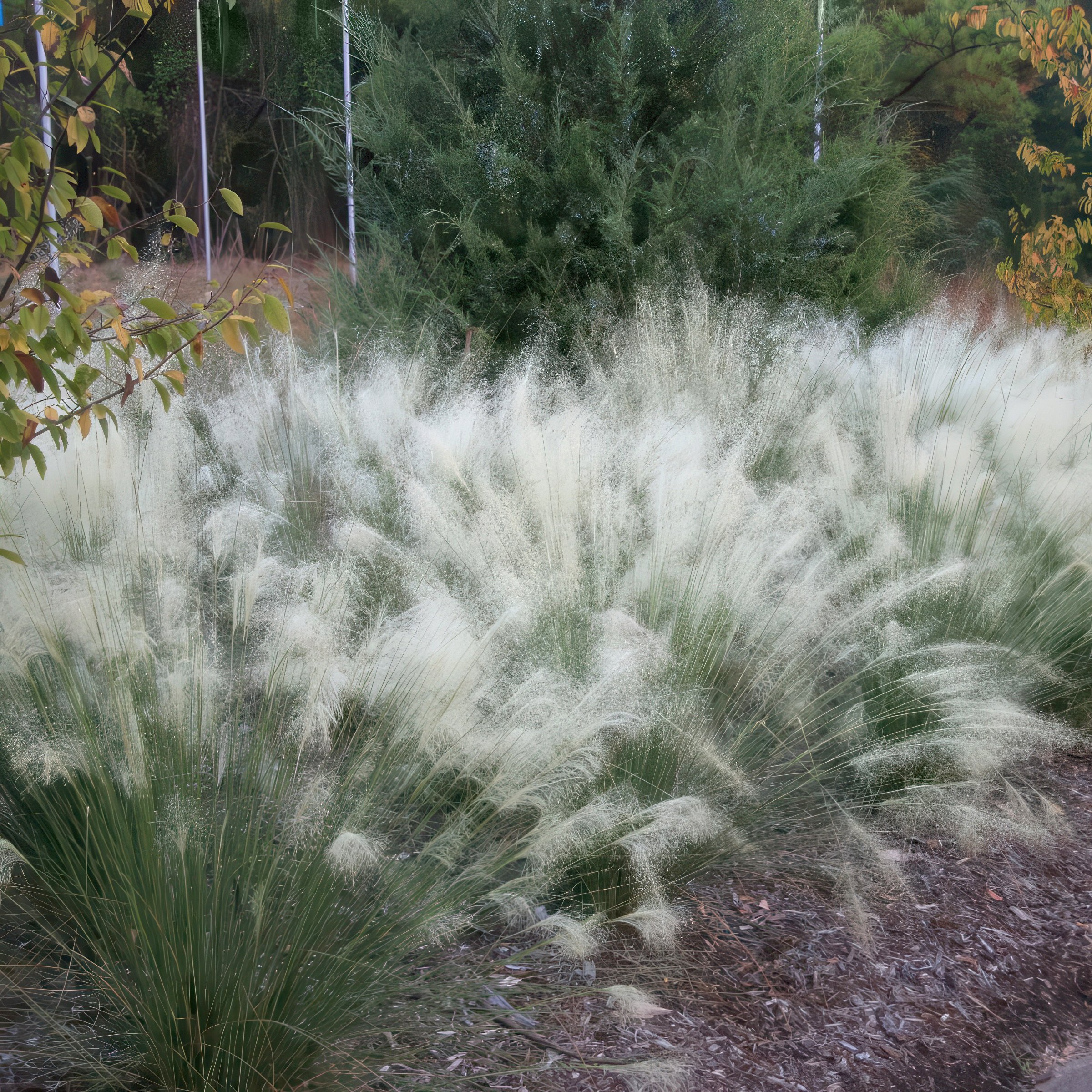 National Plant Network 3 gal. White Cloud Muhly Grass Plant