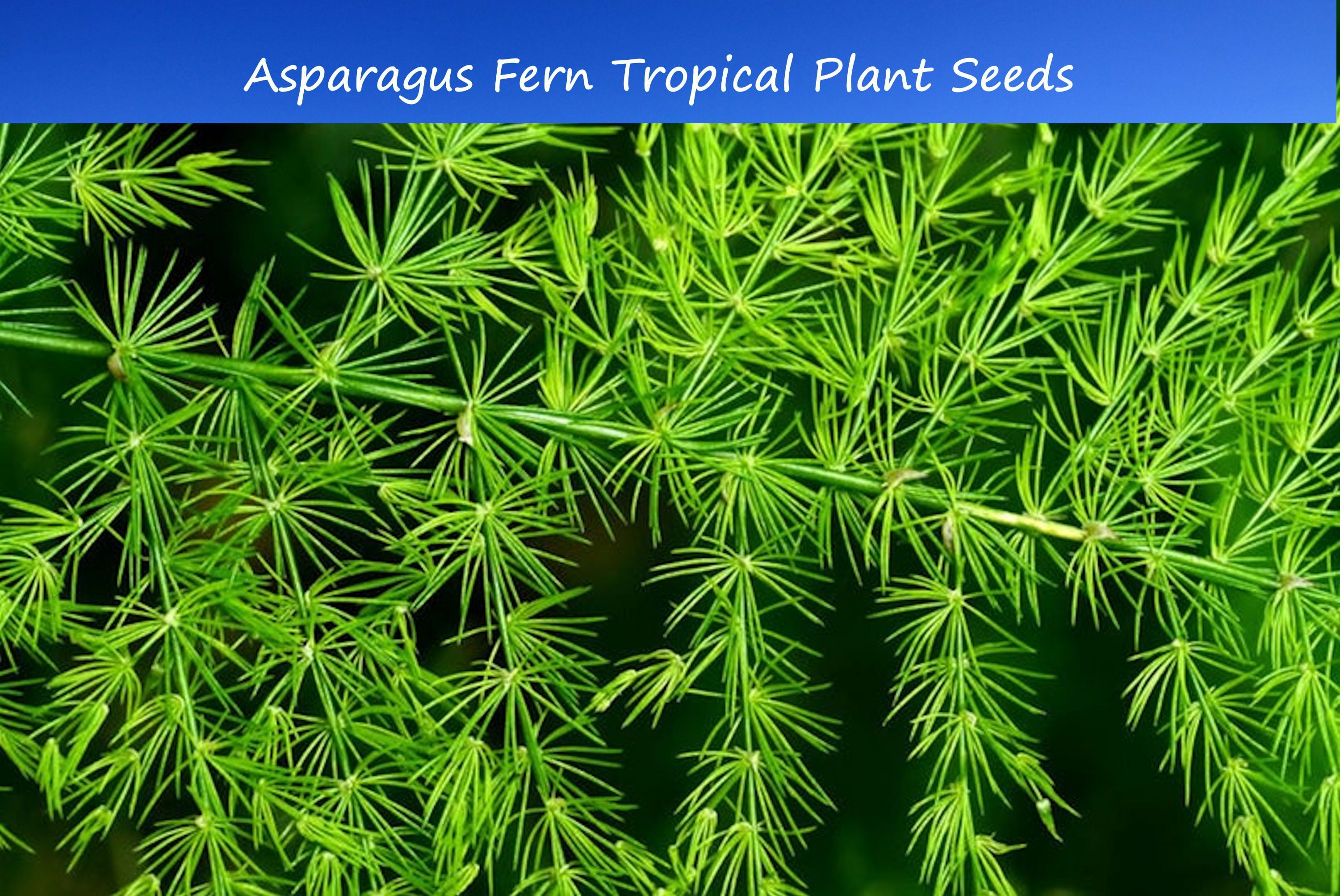 Tropical Seeds AsparagusFeather Fern10 SeedsSee Listing Below