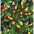 thumbnail image 1 of 50 Graines de Piment TABASCO Rouge Capsicum Fruitescens Légumes, 1 of 5