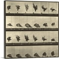 thumbnail image 1 of ARTCANVAS Animal Locomotion - Eagle Canvas Art Print by Eadweard Muybridge - Size: 26" x 26" (1.50" Deep), 1 of 9