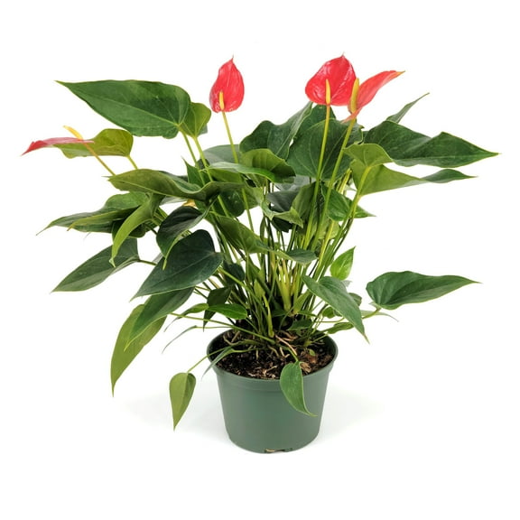 6 in. Anthurium Fire Glow Plant in Grower Container