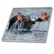 3dRose USA, Alaska, Denali National Park, Moose bull drinking in lake. - Ceramic Tile, 8-inch