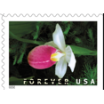 thumbnail image 5 of Wild Orchids Strip of 20 USPS First Class Forever Postage Stamps Flower Birthday Anniversary Wedding Celebration (20 Stamps), 5 of 5