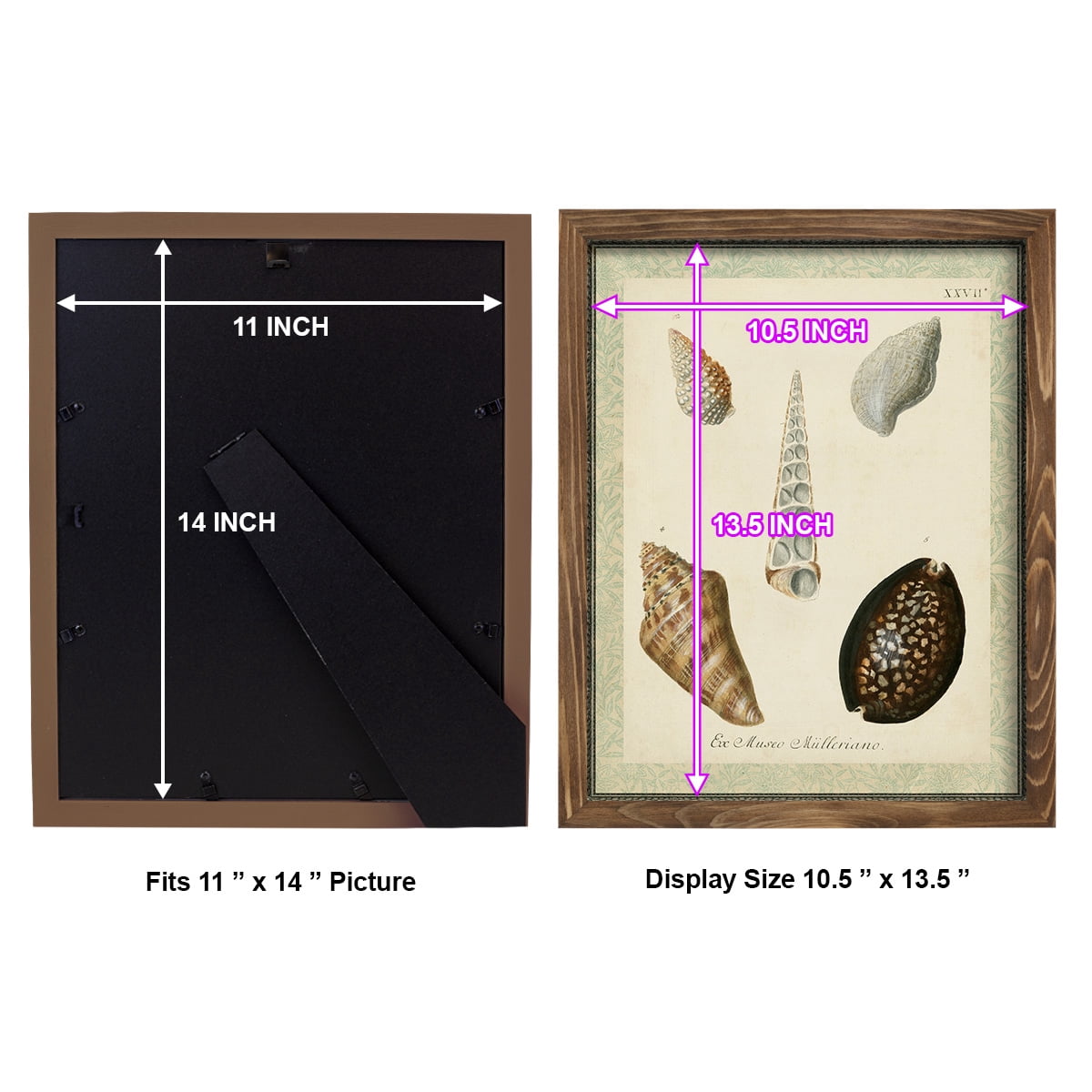 Bookplate Shells IX - Framed Print w/glass - Walnut