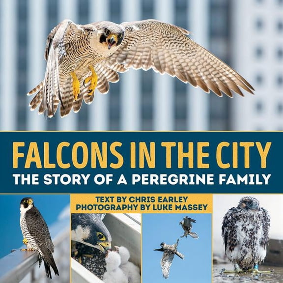 Falcons in the City: The Story of a Peregine Family, (Hardcover)