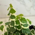 thumbnail image 3 of Ficus Pumila Variegated Creeping Fig, 6" Plant, The Plant Farm, 3 of 5