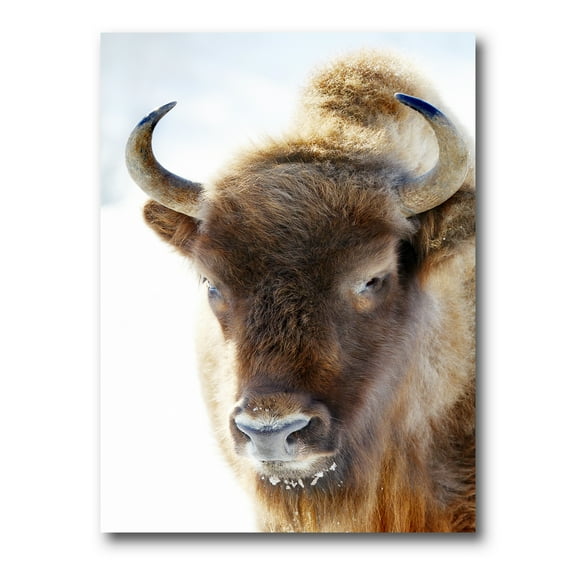 Designart ' Close UP Of Wild Bison ' Farmhouse Canvas Wall Art Print