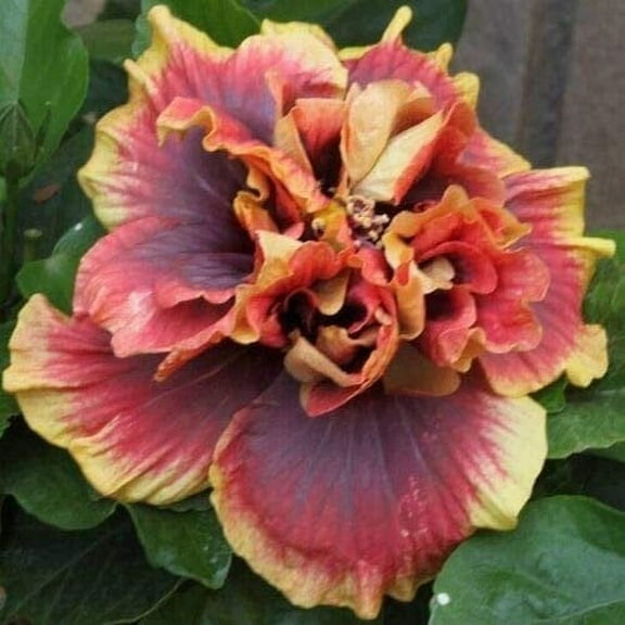 Hibiscus Cajun Color Crown Jellyfish, Starter Plant