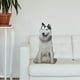 thumbnail image 1 of Juguete de Peluche Perro Husky Siberiano Yotijar Juguetes de peluche, 1 of 7