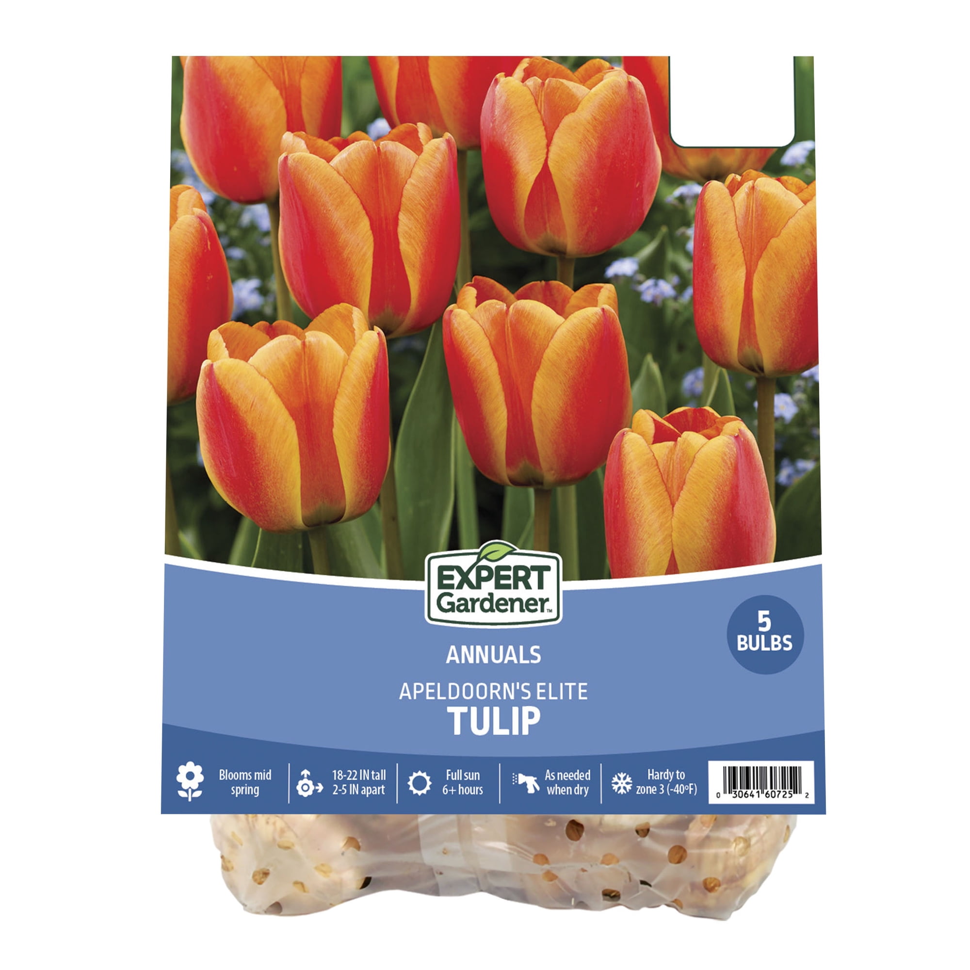 Expert Gardener Tulip Apeldoorn's Elite Plant Bulbs (5 Dormant Bulbs)