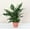 Terra Cotta, variant on Live Peace Lily Plant - 4" Decorative Eco Pot - Natural