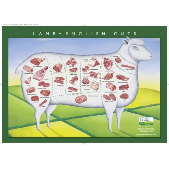 Lamb Cuts Illustration Chart Poster 16in x 24in 16x24 Multi-Color Square Adults Western Graphic