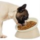 thumbnail image 1 of Slanted pet bowl for small dogs and cats, 1 of 5