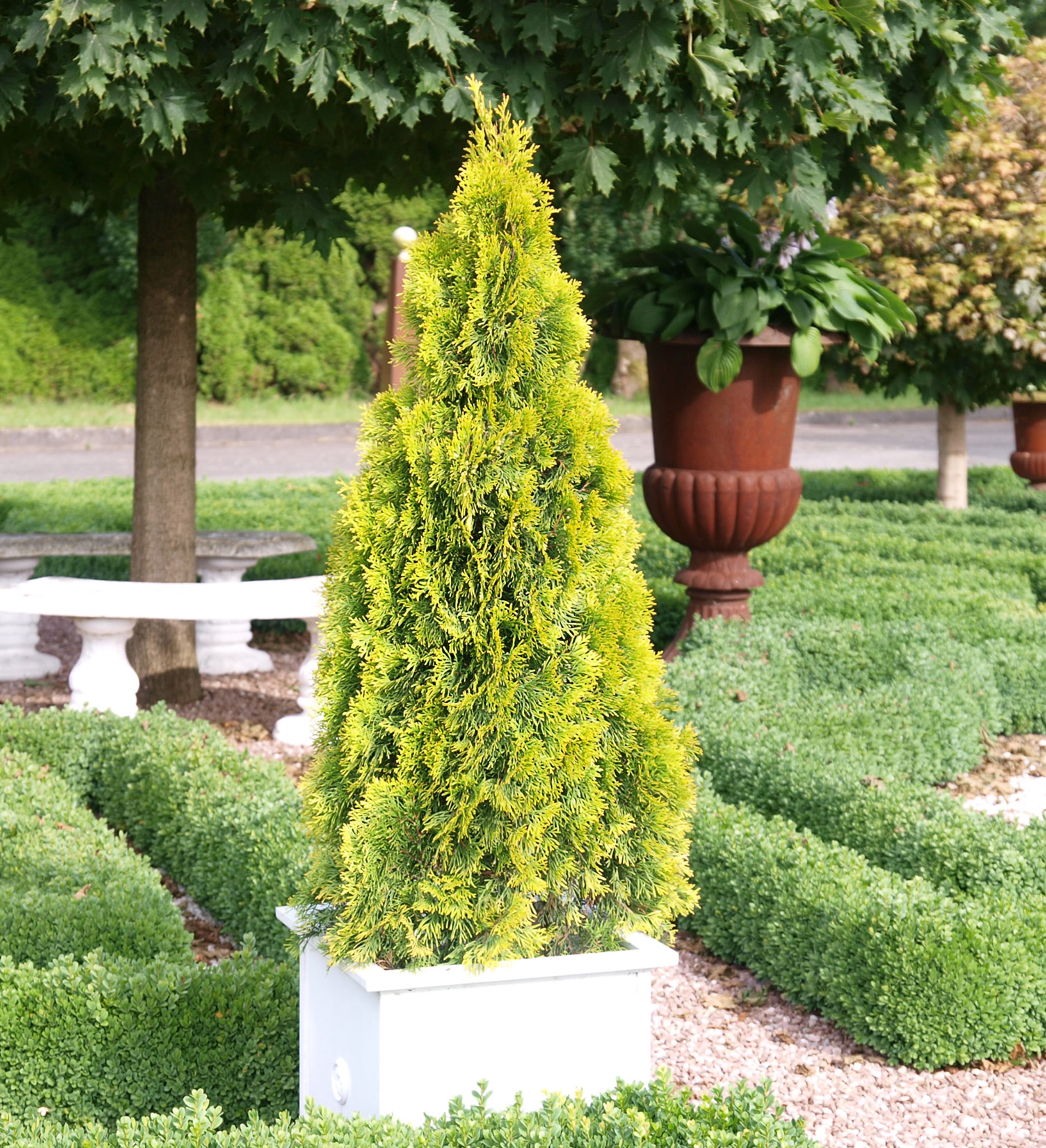 2.5 qt. Highlights Arborvitae (Thuja) Live Conifer Evergreen Tree, Yellow and Green Foliage