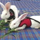 thumbnail image 3 of Methold Chaleco de animales pequeños, chalecos de malla de tela de poliéster de varios tamaños, accesorios cómodos elásticos para Suministros para perros, 3 of 6