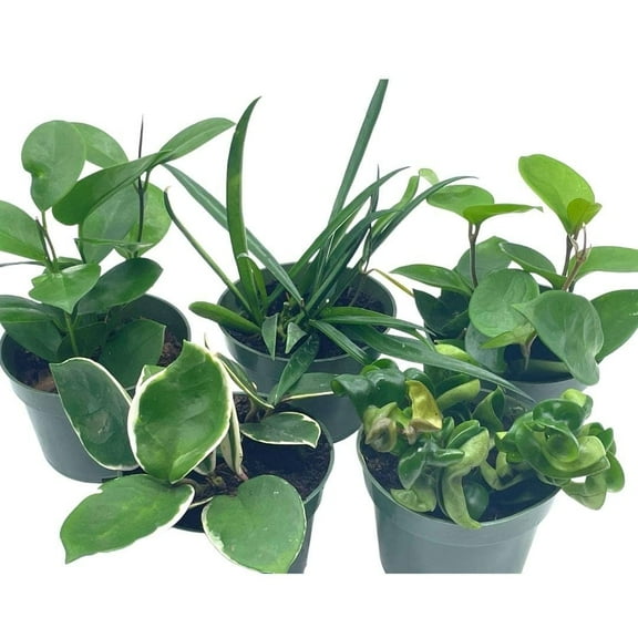 Hoya Assortment Set, Hindu Rope, Krimson Queen, Ketiana, Chelsea, Australis, Lisa, Live Potted Premium Collector's Gift, in 4 inch pots,