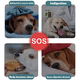 thumbnail image 5 of Cuenco para perros de comida lenta,antihinchazón, para detener la diversión,cuenco para mascotas de alimentación lenta para perros MFZFUKR CPB-US-ZMR46-2, 5 of 5