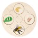 thumbnail image 1 of Tholdsy Tablero de ciclo de crecimiento de vida Early #Educational para niños en edad preescolar Bee Type3 NO3, 1 of 1