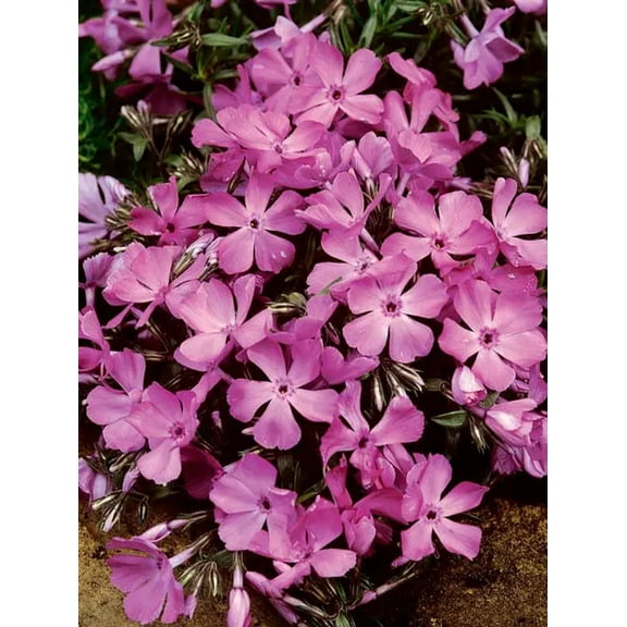 50 McDaniel's Cushion Phlox Seeds