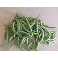 thumbnail image 4 of Bean SEEDS --Contender Bush Bean- 100 seeds- 6-8 inch stringless pods produce a week ahead of other beans-  Tasty fresh canned or Frozen, 4 of 4