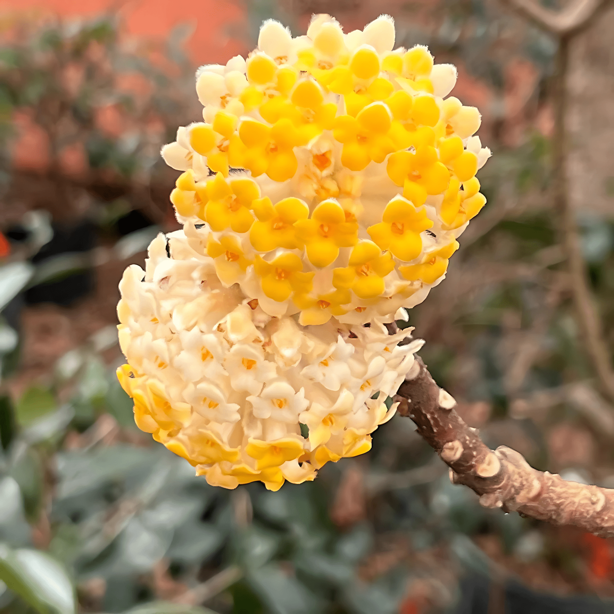 Edgeworthia Live Shrub  2 Gallon Potted, Fragrant Yellow Winter Blooms,  Ornamental Flowering Plant, Zones 710 - Walmart.com