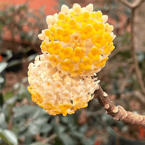 Edgeworthia Live Shrub – 1 Gallon Potted, Fragrant Yellow Winter Blooms, Ornamental Flowering Plant, Zones 7–10