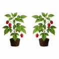 thumbnail image 2 of Raspberry Glencoe Thornless Starter Plants - Set of 2, Full Sun, USDA Zones 4-8, Ships Bare Root, No Pot, 2 of 8