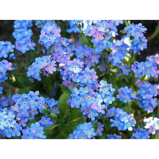 Chinese Forget Me Not Flower Seeds, 300 Flower Seeds per Packet