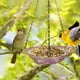 thumbnail image 3 of Maojin Comedero para colibríes,comedero para pájaros colgante para jardín al aire libre, 3 of 5