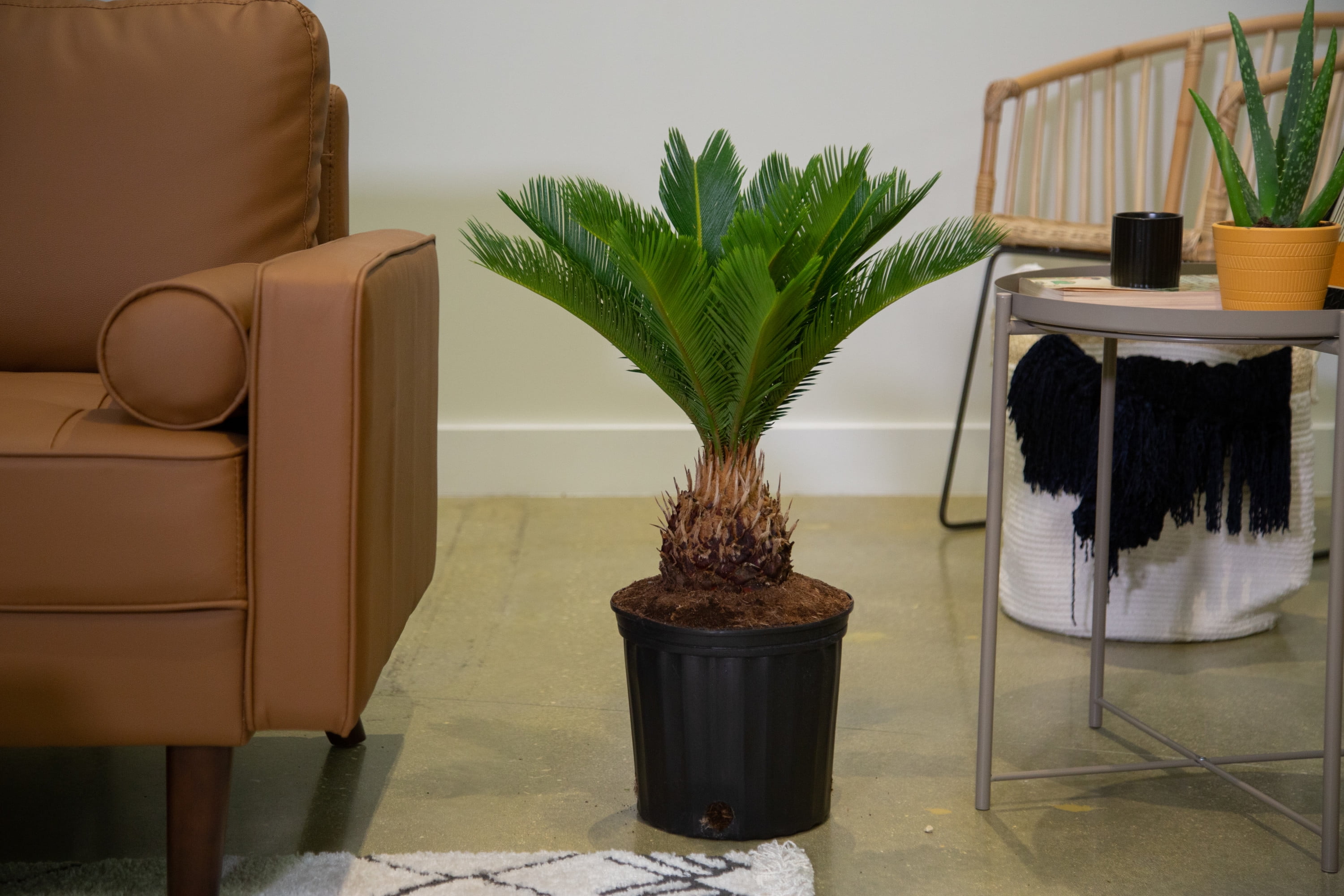 Costa Farms 20" Sago Palm Live House Plants in 10" Grower Pot