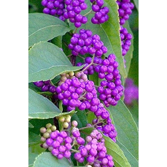 Callicarpa Americana Beautyberry Exotic Florida Native Fruit Bird Seed 30 Seeds