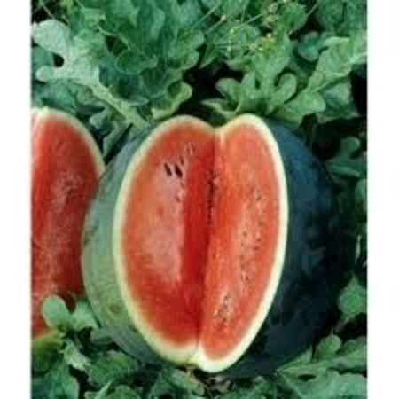 Watermelon Florida Giant Great Heirloom Garden Vegetable 25 (Best Time To Seed Lawn In Florida)
