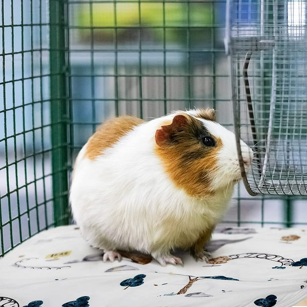 Guinea pig best sale pads