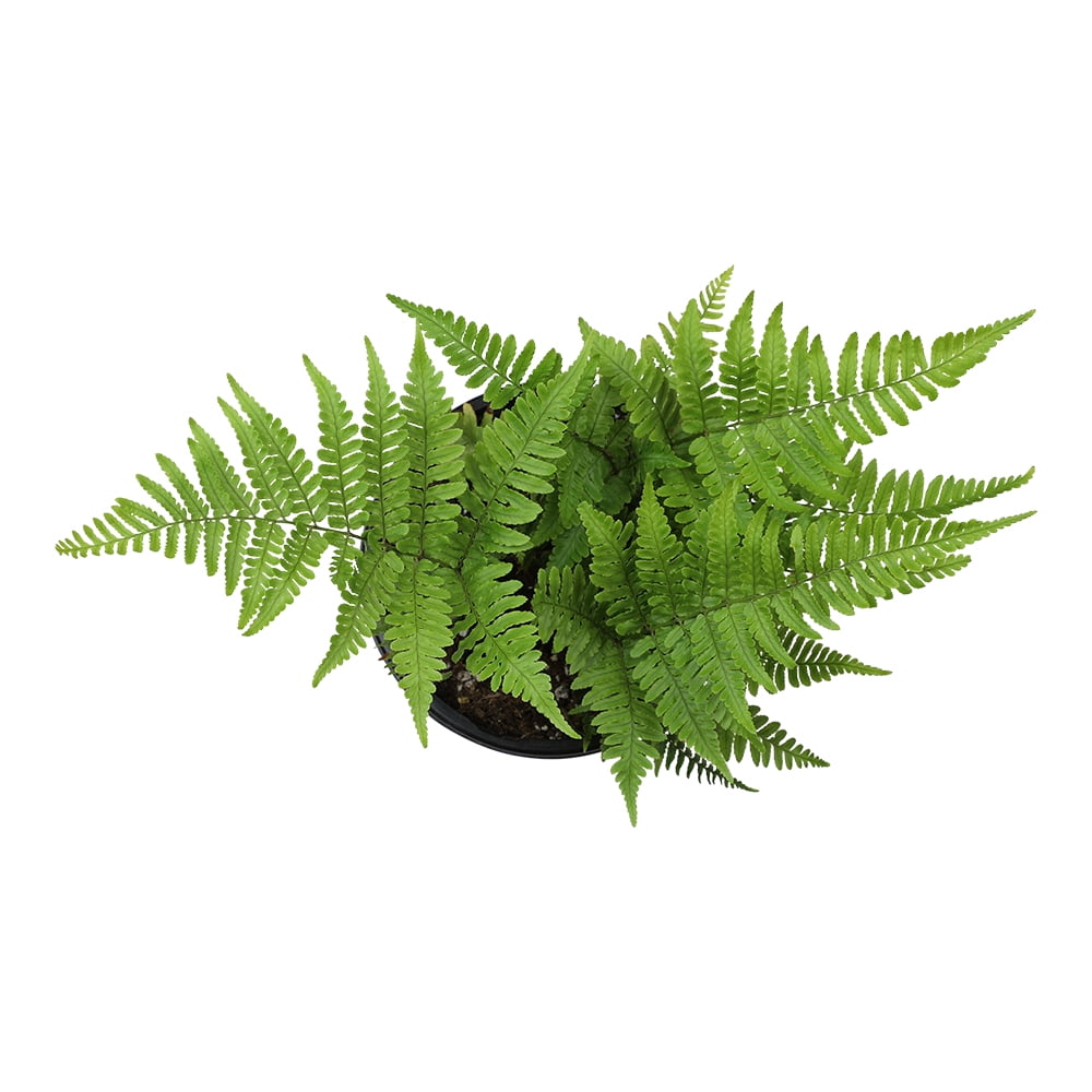 Altman Plants 1Gal Autumn Fern Live Plant with Grower Pot