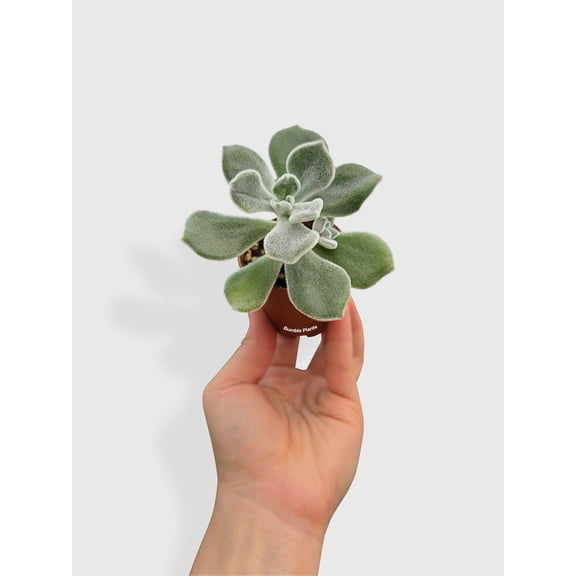 Echeveria Pulvinata 'Frosty' - Live Air-Purifying Indoor Plant in Nursery Pot – Easy Care, Low Maintenance Houseplant for Home & Office Decor, Natural Air Cleaner, Best for Beginners