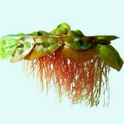 Red Root Floater (Phyllanthus Fluitans) Live Aquarium Plants BUY2 GET1 FREE