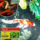 thumbnail image 2 of Clarificador de agua para acuario, polvo purificador de agua para tanque de peces para agua dulce y agua salada, 30g (5 uds) kaili Sencillez, 2 of 5