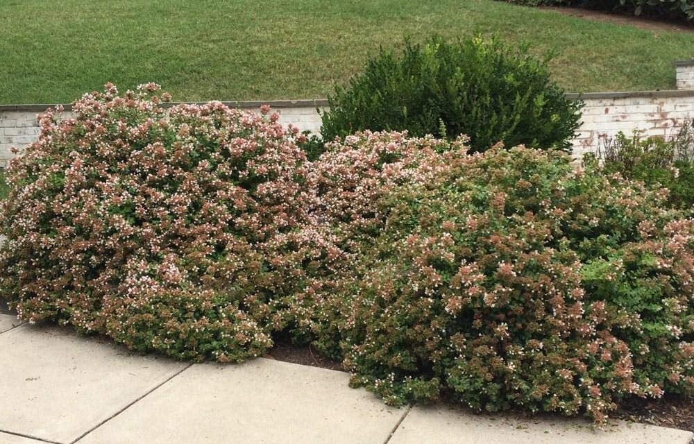 Abelia Chinensis Rose Creek - 3 Live Plants - Flowering Deer Resistant Butterfly Attracting Shrub