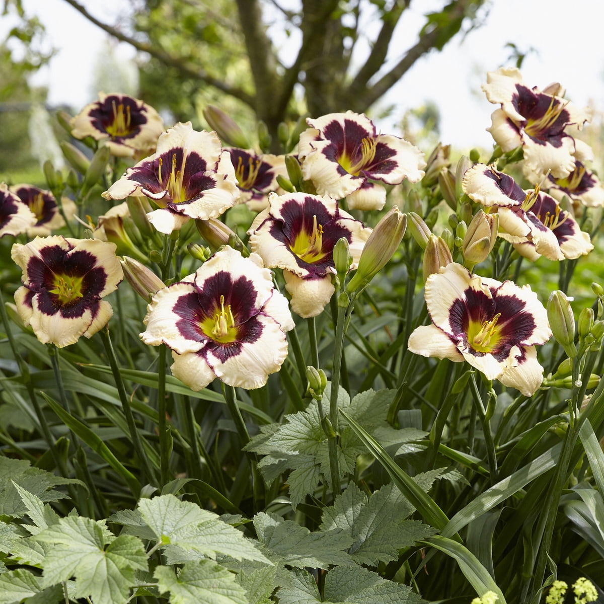 Van Zyverden Daylilies Celebration of Angeles 5 Plant Roots Multicolor Partial Sun Flowering